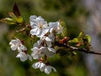Blüten und junge Blätter an Kirschbaum
